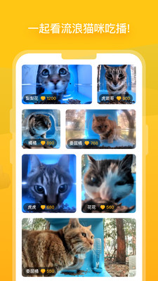 哈啰街猫v1.0.1